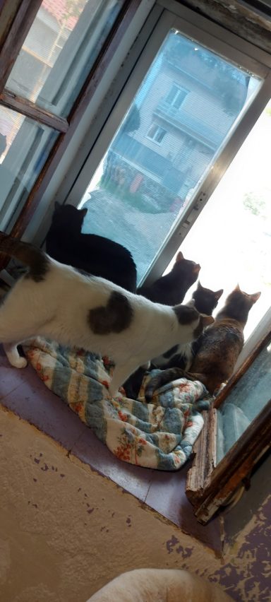 Gatetes del refugio