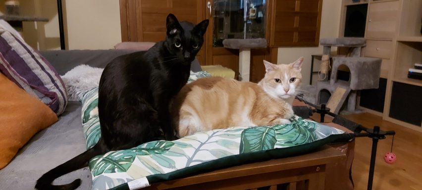 Negri y Roco