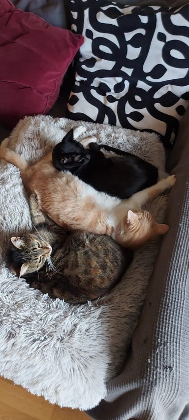 Negri, Roco y Mili
