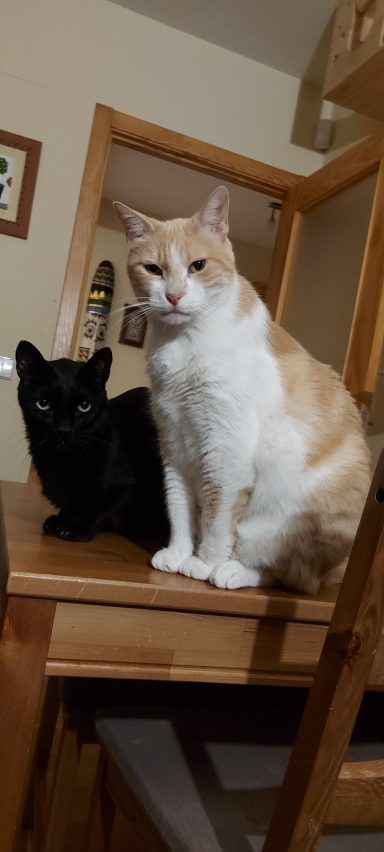 Negri y Roco